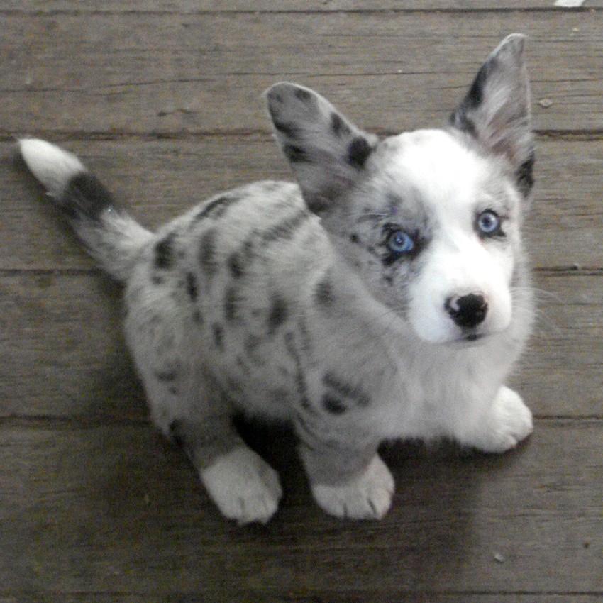 puppy mab