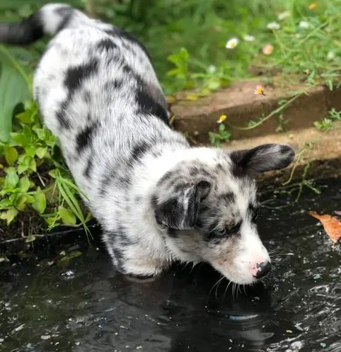 Iago in the pond