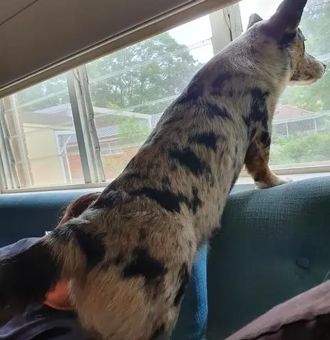 Iago looks out the window