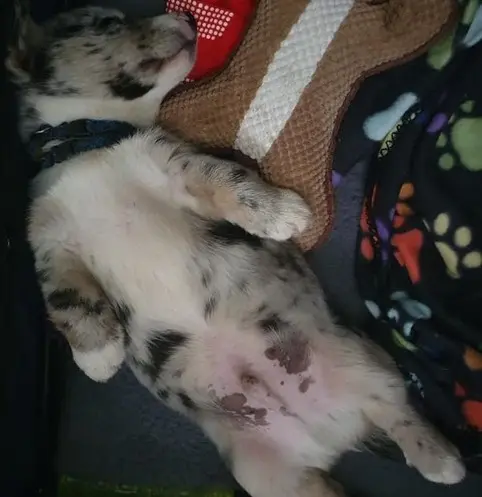 baby iago
