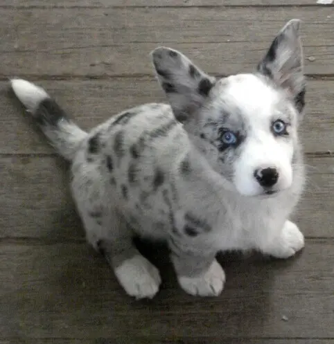 baby mab