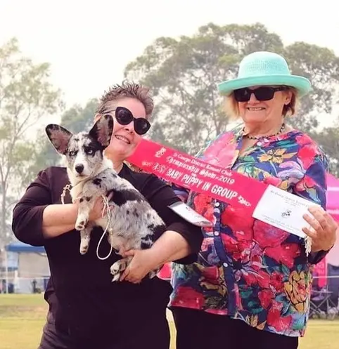 baby puppy in show