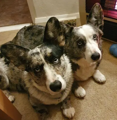 doggos and heater