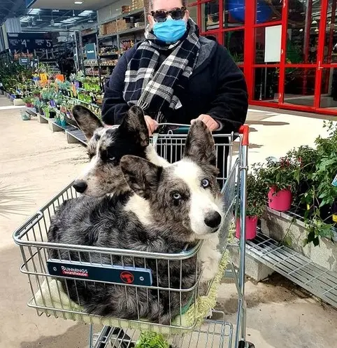 dogs at bunnings