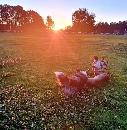 dogs in the park