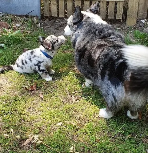 dogs playing
