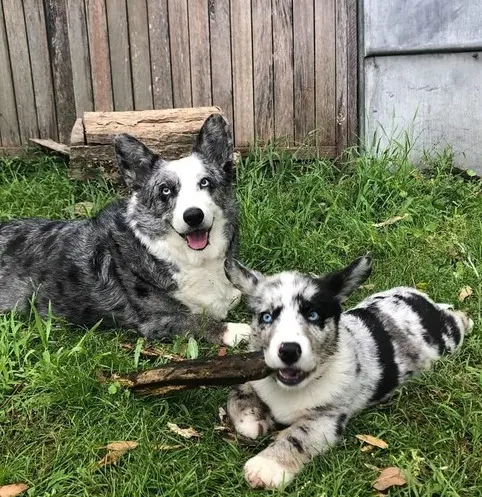 mab and Iago in the backyard