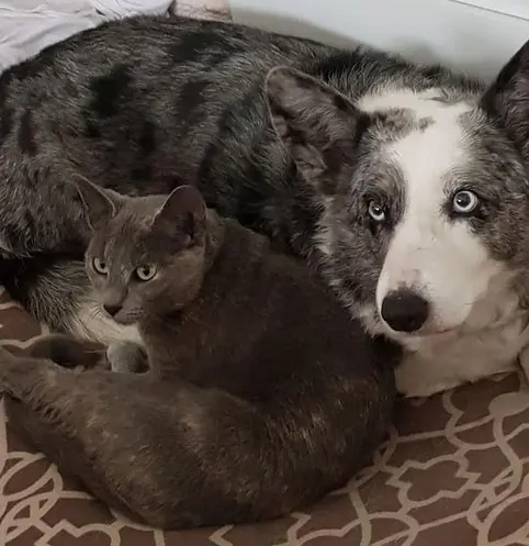 mab and suki