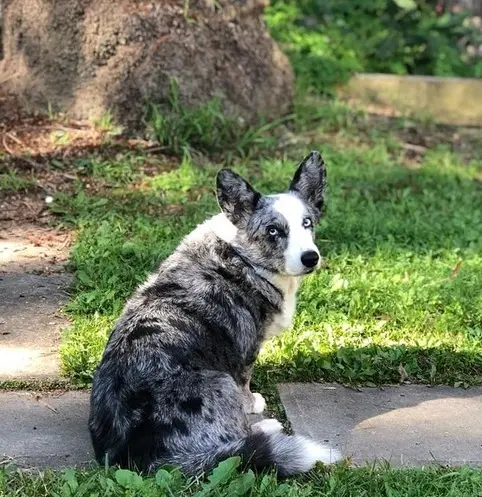 mab in the garden