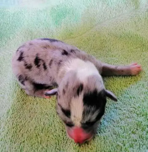 newborn