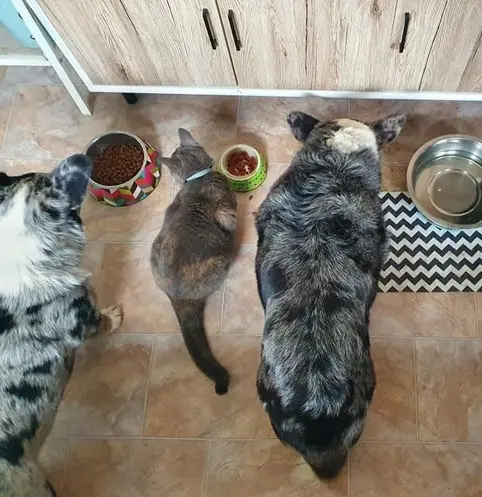 pets eating together