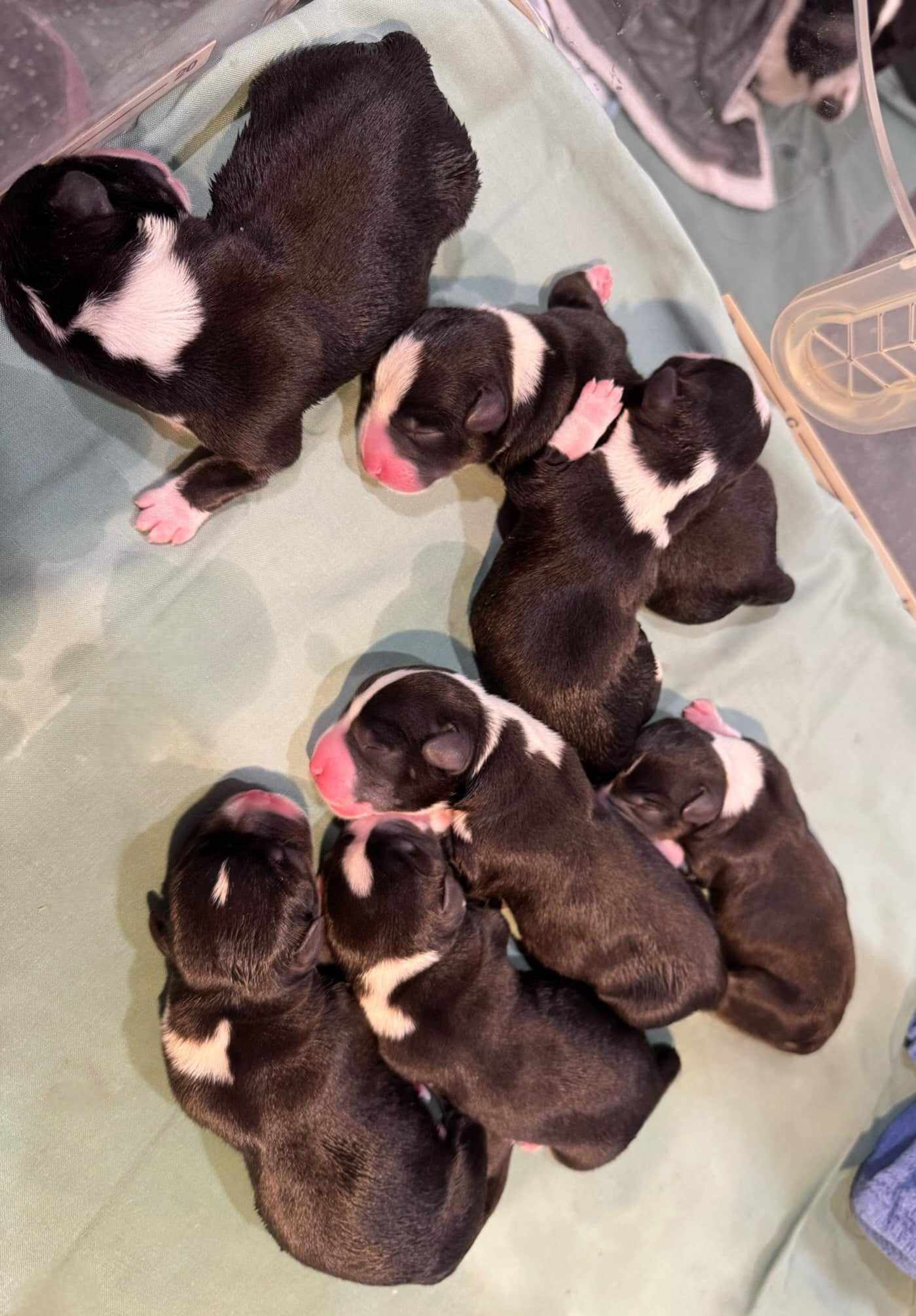newborn litter
