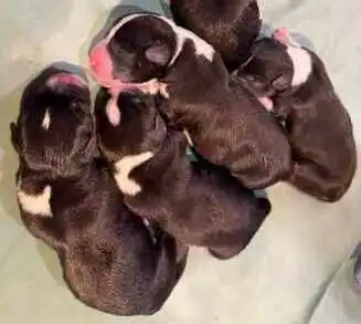 newborn Rock Candy