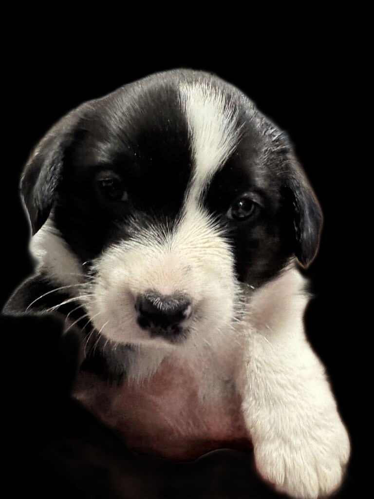 Meet The Pack Onyx