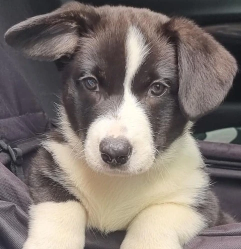 Baby Candy