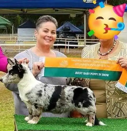 Best in Show