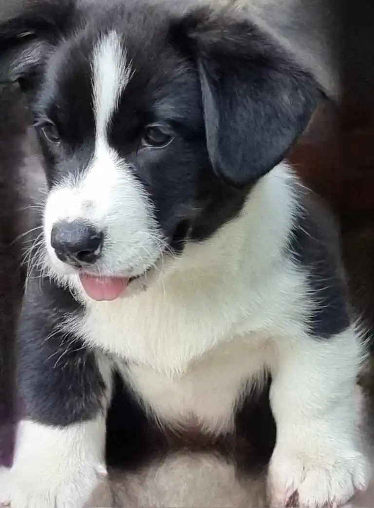 Meet The Pack Candy
