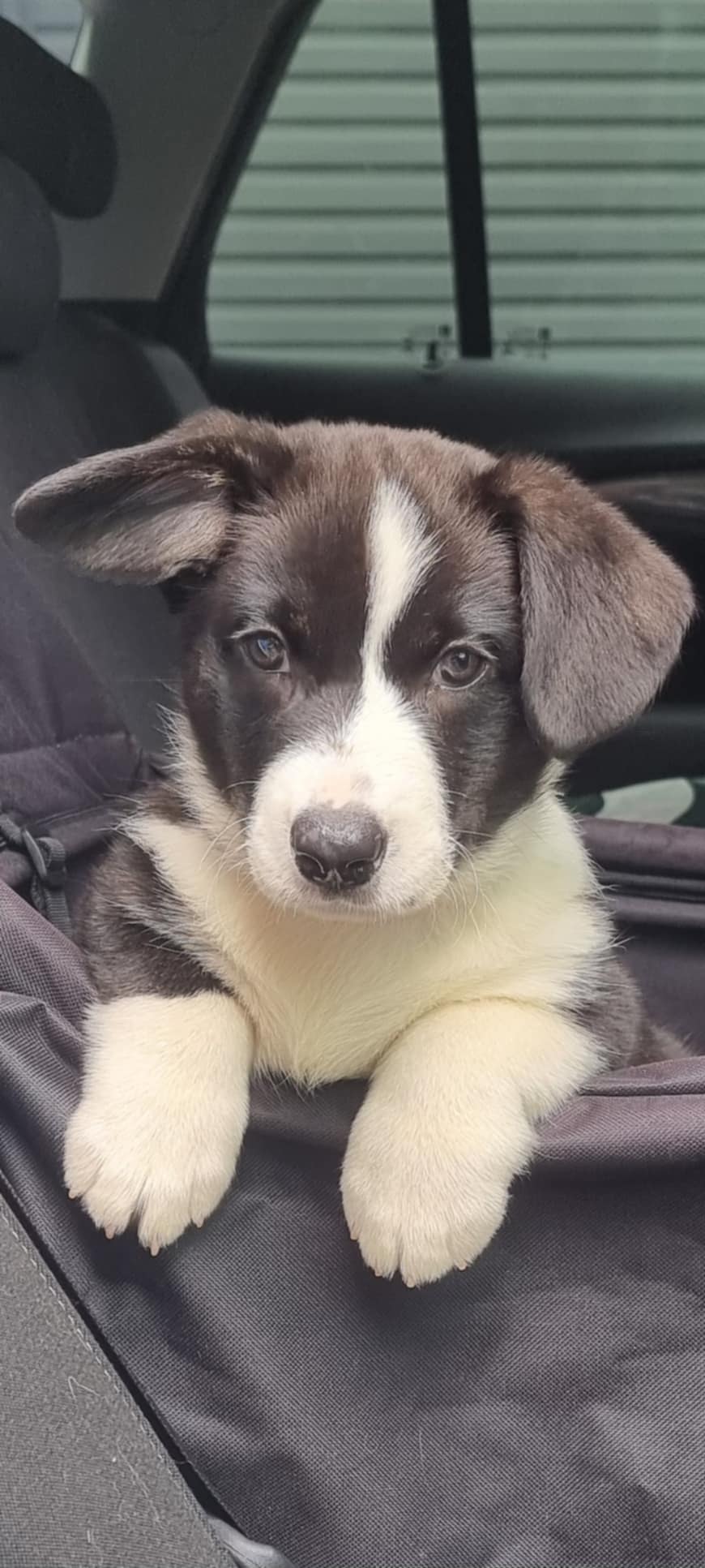 Candy at 9 weeks