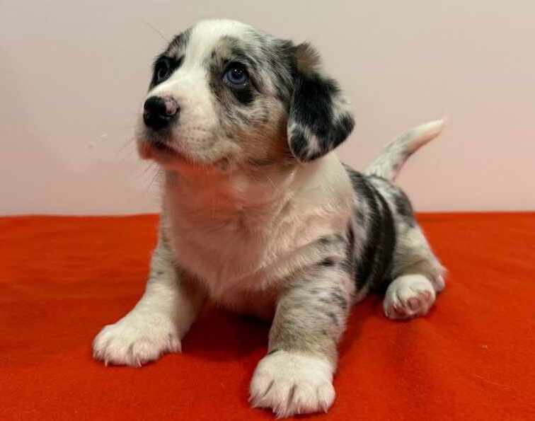rosie, first glimpse