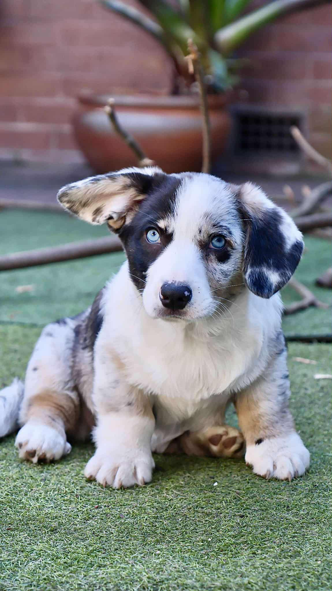 rosie
