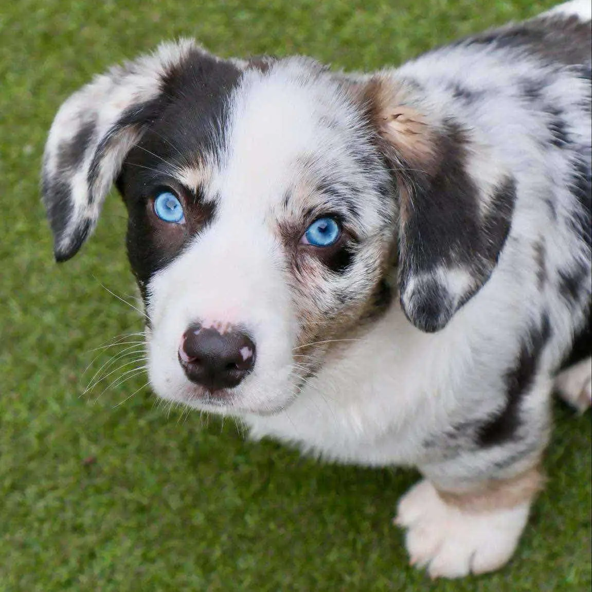 Blue Rosette