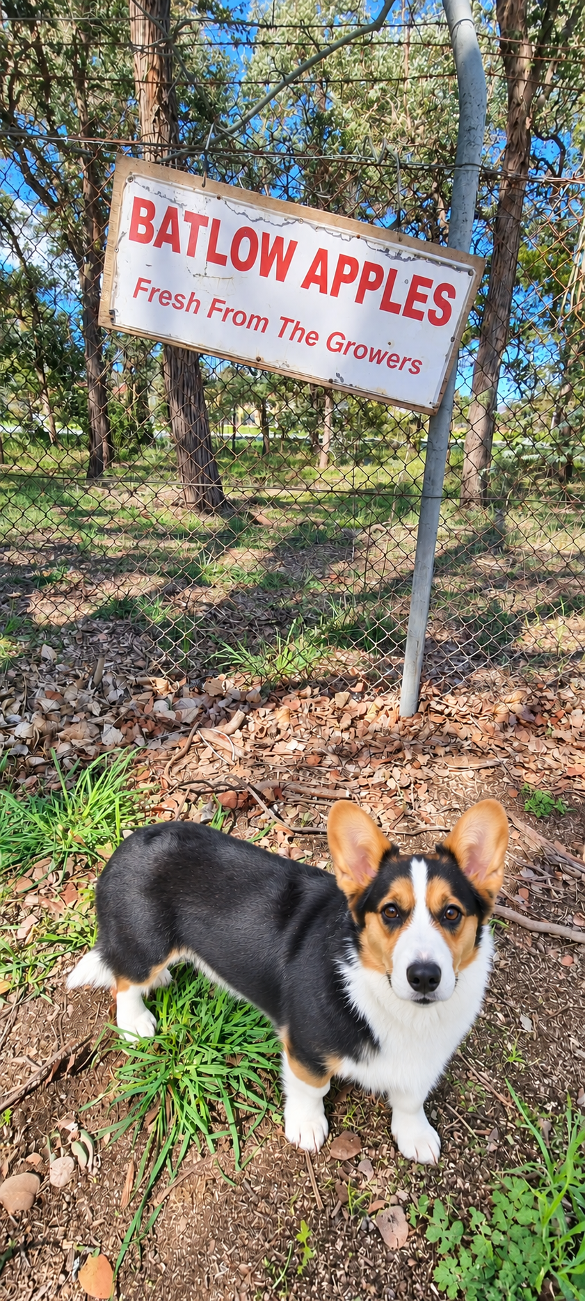 Pixie with the apple sign